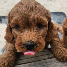 Moxi - Red female Australian Labradoodle puppy in Ocala, Florida from Vinton Valley Australian Labradoodles