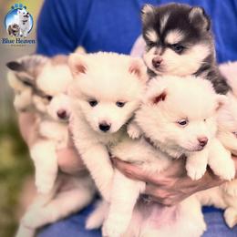 Pomsky Puppies from Blue Heaven Pomsky