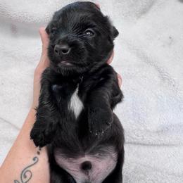 Onyx - Black male Dachshund puppy in Corinth, Texas from Sarah’s Dachshies