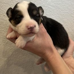 Sapphire (fluffy) - Black and tan female Pembroke Welsh Corgi puppy in Waco, Texas from The Comma Corgis