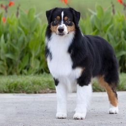 Banks - Australian Shepherd