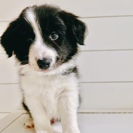 Twizzler - Black and white male Border Collie puppy in Westport, Connecticut from Bluewater Border Collies