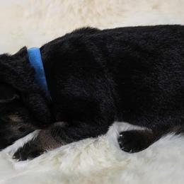 Blue female - Black and tan female German Shepherd puppy in Ann Arbor, Michigan from Von Der Havier German Shepherds