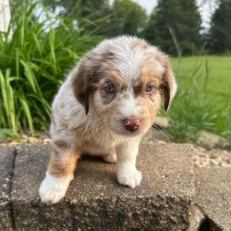 Chloe - Red merle female Miniature Australian Shepherd puppy in Dalbo, Minnesota from JW Ranch Aussies