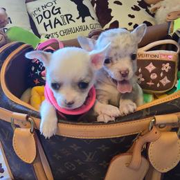 Mercedes - Merle female Chihuahua puppy in Amity, Pennsylvania from Baxters Chihuahuas