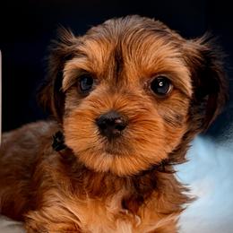 Boy 1 black - Chocolate and tan male Yorkshire Terrier puppy in Machesney Park, Illinois from Three Yorkie Family