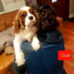 Opal - Cavalier King Charles Spaniel