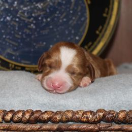 Stella - Red female Australian Cobberdog puppy in Bellingham, Minnesota from Whispering Prairie Australian Cobberdog