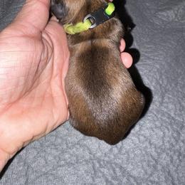 Neon green - Gold female Shih Tzu puppy in Eunice, Louisiana from 4J's Cajun Kennels