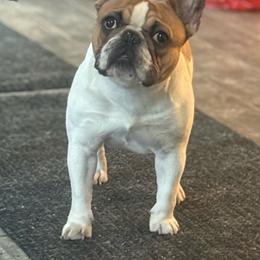 Clementine - Fawn and white female French Bulldog puppy in Newport, Oregon from Blue Coast Bulldogs