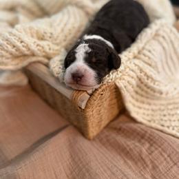 Reef - Brown and white male Bernedoodle puppy in Inola, Oklahoma from Blue Stem Companions