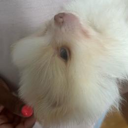 Bruce - Cream parti male Pomeranian puppy in Randleman, North Carolina from Luxurious Poms
