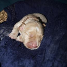 Waylon - Cream male Cockapoo puppy in Selma, California from Mollys Dollys