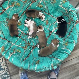 "group nap time" Pembroke Welsh Corgi Puppies from Ginger Sky Corgi Ranch