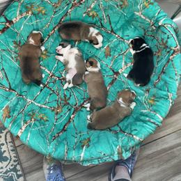 "group nap time" Pembroke Welsh Corgi Puppies from Ginger Sky Corgi Ranch
