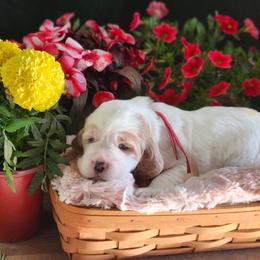 Cookies and Cream - Lemon and white female English Springer Spaniel puppy in Westover, Maryland from Sterling's springer Haven