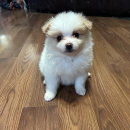 Mercedes - Cream parti female Pomeranian puppy in Clinton, Tennessee from Liza’s Aussies & Poms