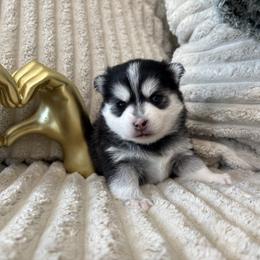Aurora - Black and white female Pomsky puppy in Valparaiso, Indiana from Valparaiso Pomskys