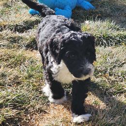 Sheepadoodle Puppies from Jaqueline Sparks