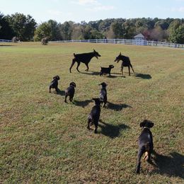Doberman Pinscher Puppies from Lexa Dobermans