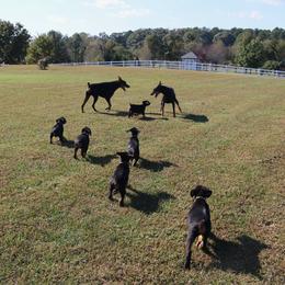 Doberman Pinscher Puppies from Lexa Dobermans