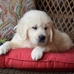 Golden Retriever Puppies from Rockinbfarms