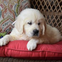 Golden Retriever Puppies from Rockinbfarms