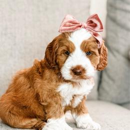 Girl 2 - Caramel female Australian Labradoodle puppy in Miami, Florida from Miami Australian Labradoodles