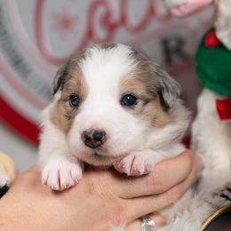Aurora - Blue merle female Border Collie puppy in Conway, Missouri from 2J 2K Border Collies | Maremma Sheepdogs