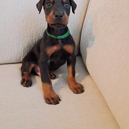 Green collar black boy - Black and rust male Doberman Pinscher puppy in Antioch, Tennessee from Aiba Doberman's