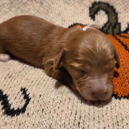 AKC White Collar - Red male Dachshund puppy in Mesa, Arizona from Diamondback Doxie