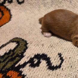 AKC White Collar - Red male Dachshund puppy in Mesa, Arizona from Diamondback Doxie