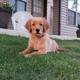 Golden Retriever Puppies from Arkansas River Golden Retrievers