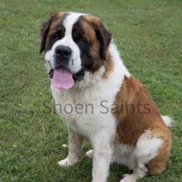 Hank - Saint Bernard