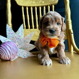 Neo - Red  male Goldendoodle puppy in Adolphus, Kentucky from Deerly Poodles