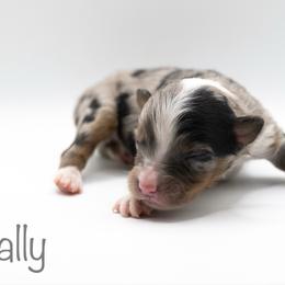 Sally - Blue merle female Miniature American Shepherd puppy in Groesbeck, Texas from Empire Miniature American Shepherds