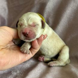 Zuma - Light golden female Golden Retriever puppy in Oregon from Bliss Retrievers