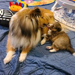 Shetland Sheepdog Puppies from Winterfell Shetland Sheepdogs