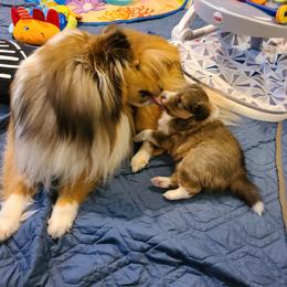 Shetland Sheepdog Puppies from Winterfell Shetland Sheepdogs