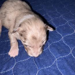Merle1 - Red merle male Border Collie puppy in Williston, Florida from CP FARMS BORDER COLLIES N JACKS CORP