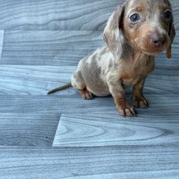 Moosie - Dapple male Dachshund puppy in Dinwiddie, Virginia from White Oak Kennels