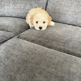 Bichon Frise and Cockapoo Puppies from The Perks of Pups