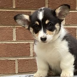 Girl 4 - Pembroke Welsh Corgi puppy in Farnham, Virginia from Polly’s Farm