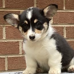 Girl 4 - Pembroke Welsh Corgi puppy in Farnham, Virginia from Polly’s Farm