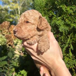 Yellow Boy - Red  male Goldendoodle puppy in Huntsville, Alabama from Winchester Doodles