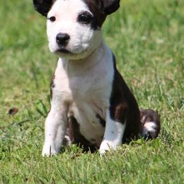 Bunny - Red brindle female American Staffordshire Terrier puppy in Guilford County, North Carolina from Explicit Kennel