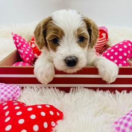 Tan collar - Parti male Goldendoodle puppy in Ohio from Farr’s Goldens and Doodles
