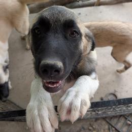 Girl 3 - Fawn female Anatolian Pyrenees puppy in Marysville, Ohio from Brotherton Family Farms