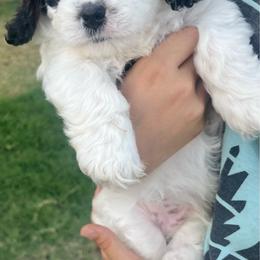 Oreo - Black and white male Cavapoo puppy in Gilbert, Arizona from Desert Willow Cavapoos