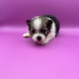 Henry - Black and tan parti male Pomeranian puppy in Vermont from Poms All Day